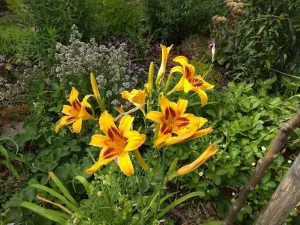 Prodej bytu 2+1, Kamenický Šenov, Palackého, 56 m2