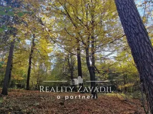 Prodej lesa, Hradec nad Moravicí - Filipovice, 11917 m2