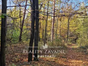 Prodej lesa, Morávka, 27814 m2