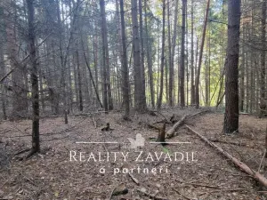 Prodej lesa, Morávka, 27814 m2