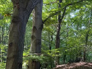 Prodej lesa, Ostrava, 8938 m2