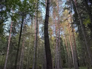 Prodej lesa, Velká Polom, 3922 m2