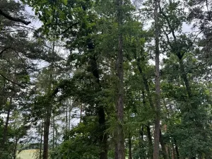 Prodej lesa, Bavorov, 10907 m2