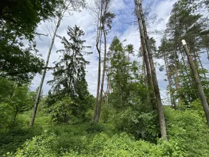 Prodej lesa, Blížejov - Lštění, 4481 m2