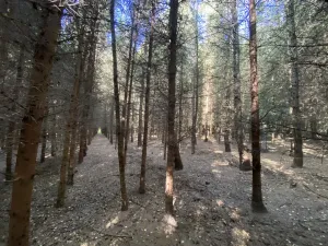 Prodej lesa, Lánov - Horní Lánov, 15278 m2