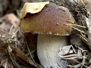 Prodej bytu 3+kk, Bansko, Bulharsko, 172 m2