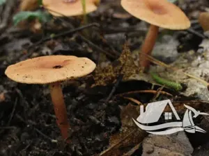 Prodej bytu 3+kk, Bansko, Bulharsko, 102 m2