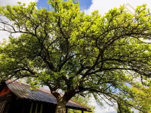 Prodej chaty, Děčín - Děčín VI-Letná, 544 m2