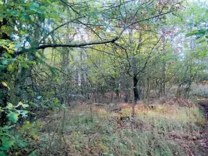 Prodej lesa, Budišov, 1061 m2