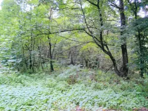 Prodej lesa, Ivančice, 7188 m2