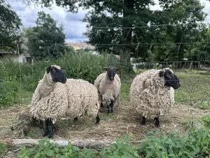 Prodej pozemku pro bydlení, Čížkov, 3589 m2