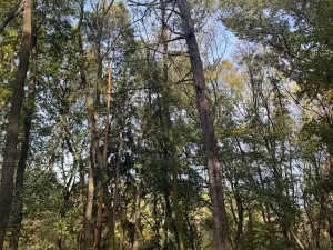 Prodej lesa, Jeníkovice, 12606 m2