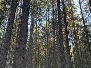 Prodej lesa, Havlovice, 13402 m2