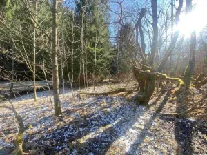 Dražba pozemku, Čachrov, 10377 m2