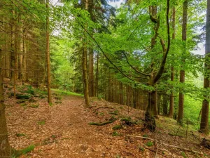 Prodej louky, Víchová nad Jizerou, 1867 m2