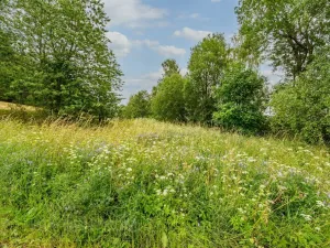 Prodej louky, Víchová nad Jizerou, 1739 m2