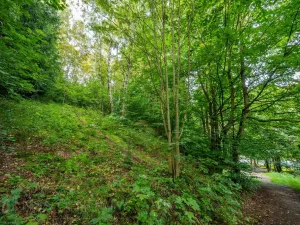 Prodej lesa, Nová Ves nad Nisou, 5031 m2