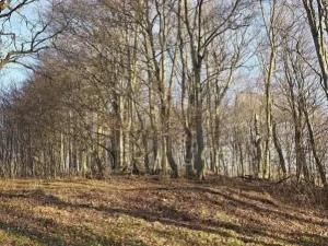 Prodej lesa, Vsetín, Semetín, 96946 m2