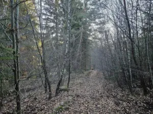 Prodej lesa, Vsetín, Semetín, 96946 m2