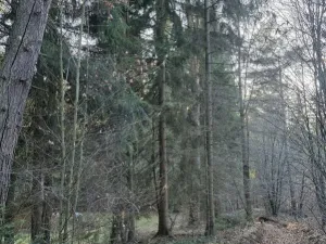 Prodej lesa, Vsetín, Semetín, 96946 m2