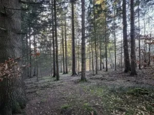 Prodej lesa, Vsetín, Semetín, 96946 m2