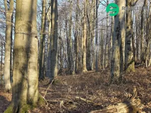 Prodej lesa, Vsetín, Semetín, 96946 m2