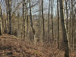 Prodej lesa, Vsetín, Semetín, 96946 m2