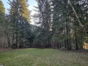 Prodej lesa, Vsetín, Semetín, 96946 m2