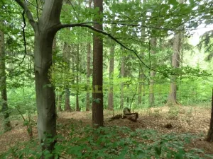 Prodej lesa, Zlín, 179312 m2