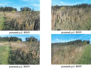 Prodej lesa, Česká Bělá, 7690 m2