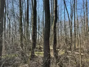 Prodej lesa, Jaroměř, 19276 m2