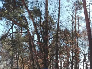 Prodej lesa, Bítouchov, 100105 m2