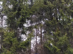 Prodej lesa, Lužná, 13657 m2