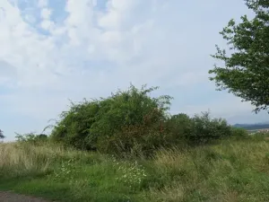 Dražba zahrady, Ploskovice, 23378 m2