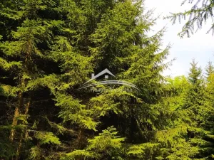 Prodej lesa, Žirovnice, 8890 m2