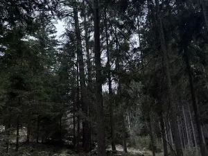 Prodej lesa, Vacov, 14711 m2