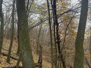 Prodej lesa, Otinoves, 1464 m2