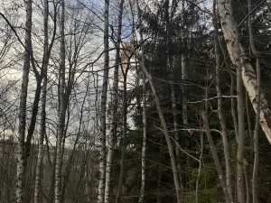 Prodej lesa, Petrovice II, 11117 m2