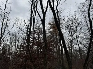 Prodej podílu lesa, Lesonice, 6189 m2