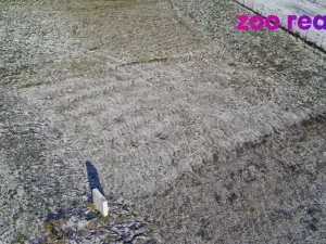 Prodej pozemku pro bydlení, Lazníky, 577 m2