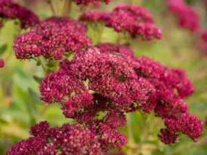 Prodej bytu 3+1, Petřvald, Nová, 79 m2