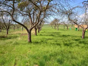 Prodej zahrady, Bučovice, 363 m2