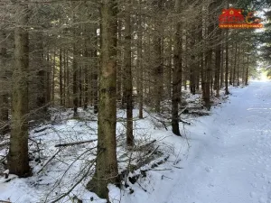 Prodej lesa, Horní Radechová - Slavíkov, 51351 m2