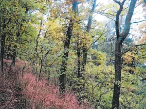 Prodej lesa, Havlíčkův Brod, 11144 m2