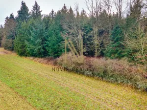 Prodej lesa, Chudenice, 7475 m2