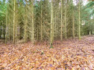 Prodej lesa, Chudenice, 7475 m2