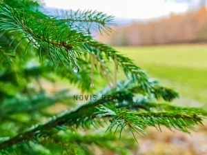 Prodej lesa, Chudenice, 7475 m2