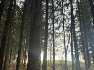 Prodej podílu lesa, Francova Lhota, 1929 m2