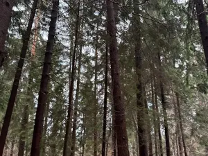 Prodej podílu lesa, Francova Lhota, 1929 m2