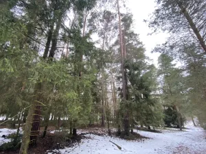 Prodej lesa, Veliny, 4517 m2